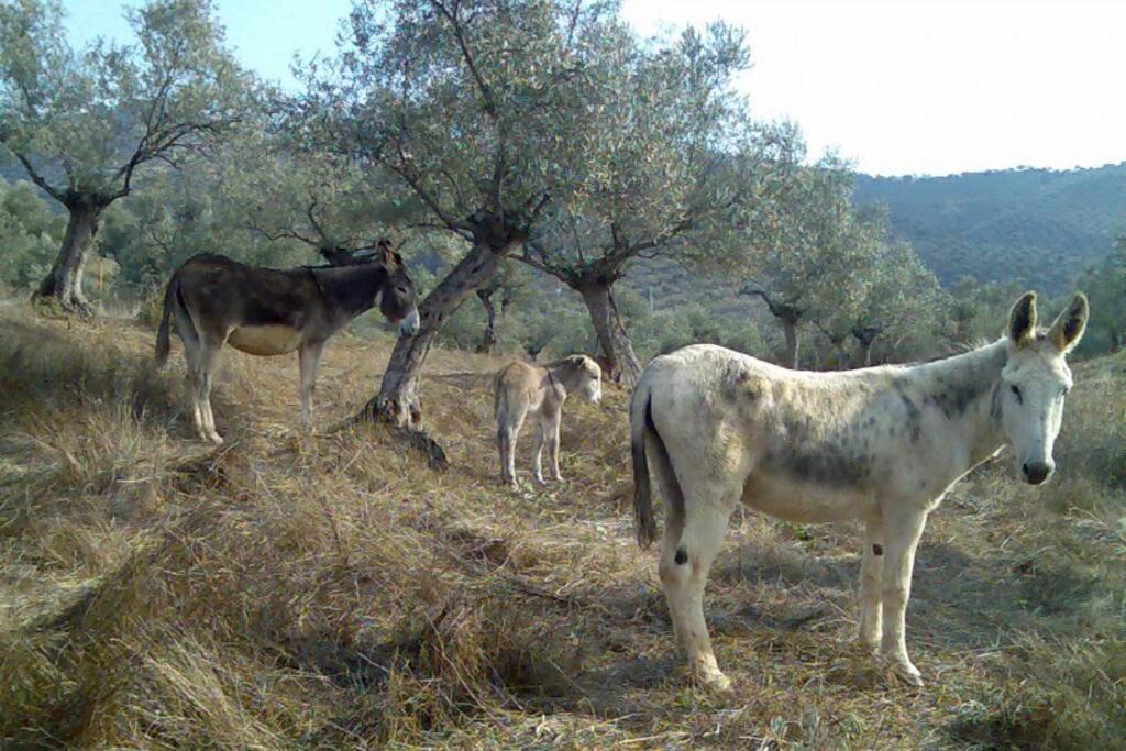 فيلا Cortijo "Era Grande 2" قرطبة المظهر الخارجي الصورة