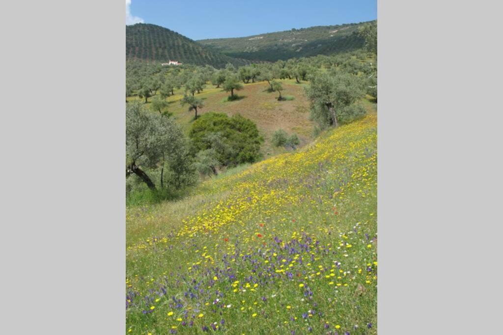 فيلا Cortijo "Era Grande 2" قرطبة المظهر الخارجي الصورة