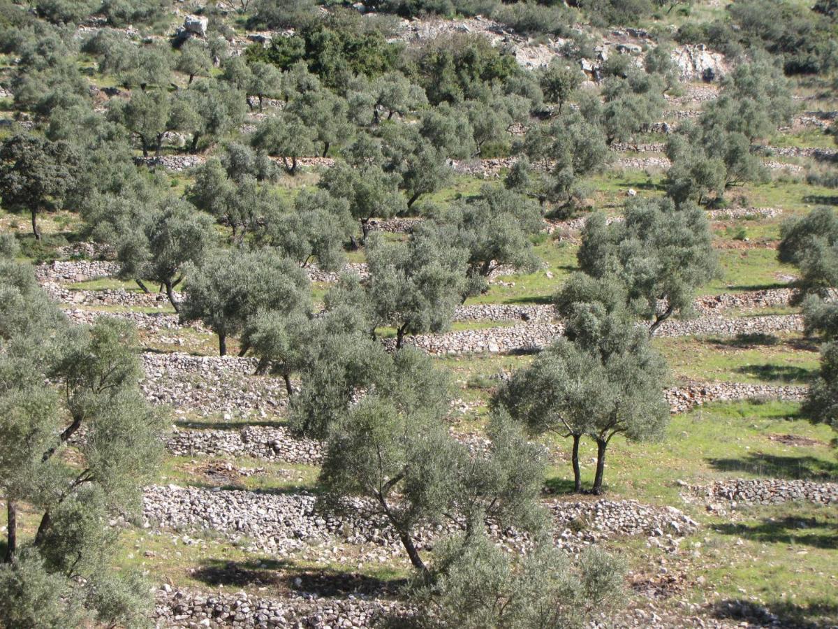 فيلا Cortijo "Era Grande 2" قرطبة المظهر الخارجي الصورة