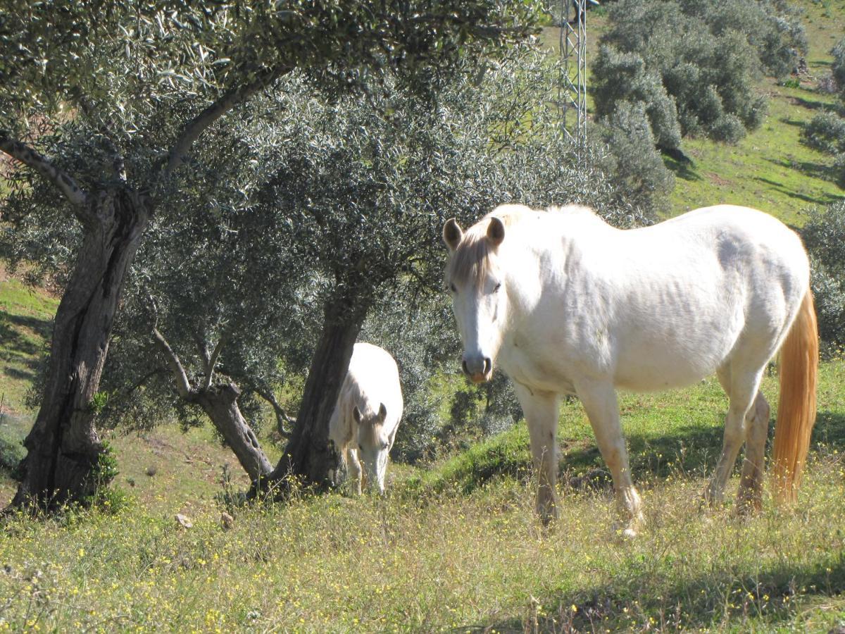 فيلا Cortijo "Era Grande 2" قرطبة المظهر الخارجي الصورة